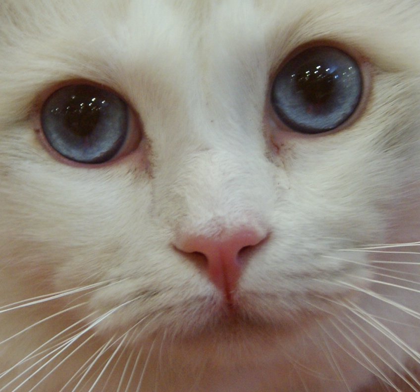 ragdoll