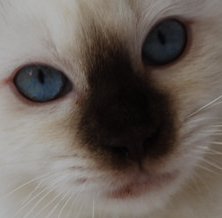 ragdoll